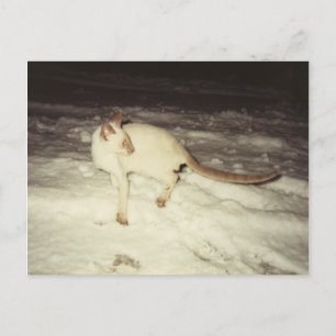 Siamese Cat Postcard Postkarte