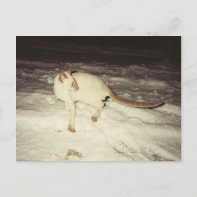 Siamese Cat Postcard Postkarte (Vorderseite)