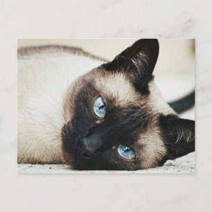 Siamese Cat Postkarte