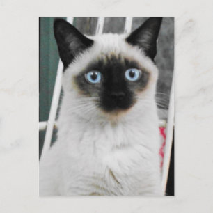 Siamese Cat Postkarte