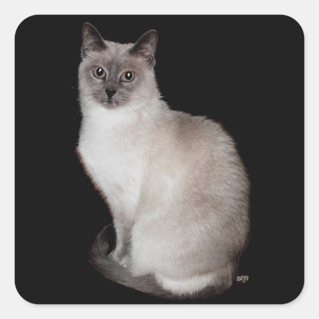 Siamese Cat Quadratischer Aufkleber (Vorderseite)