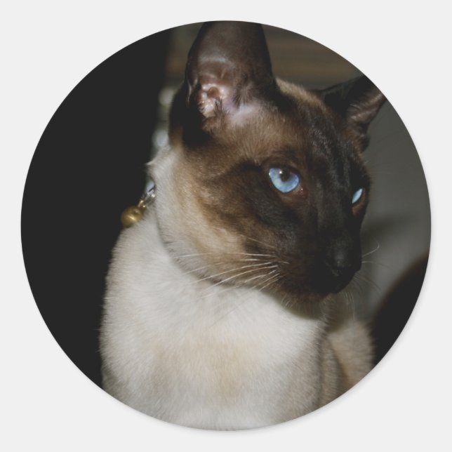 Siamese Cat Stickers (Vorderseite)