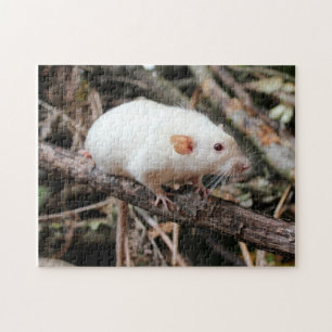 Siamese Dumbo Pet Rat im Wald