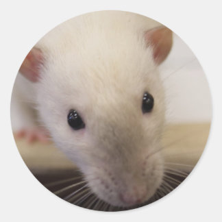 Siamese Extravagant Rat Stickers