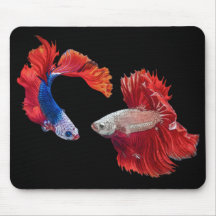 Siamese Fighting Fish