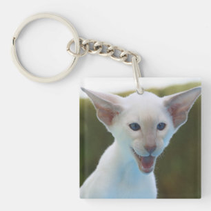Siamese idiot