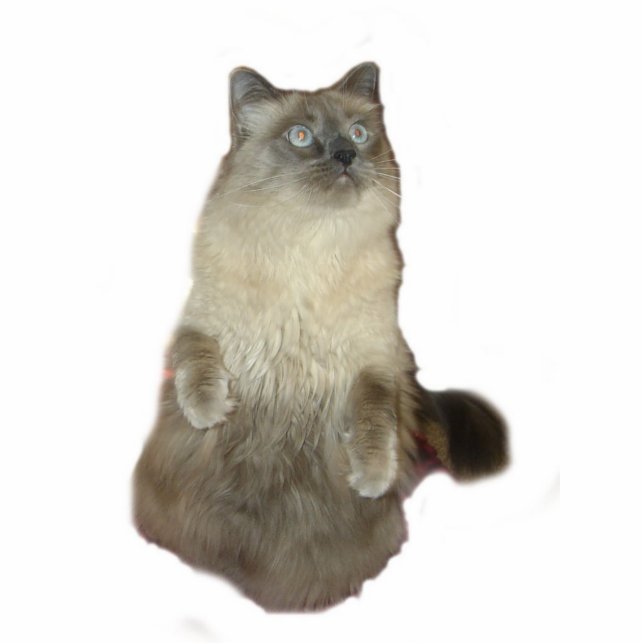 Siamese Katze Fotoskulptur (Vorne)