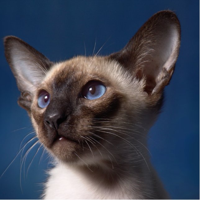 Siamese Katze mit blauen Augen Freistehende Fotoskulptur (Vorne)