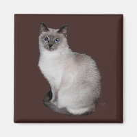 Siamese Katze mit blauen Augen