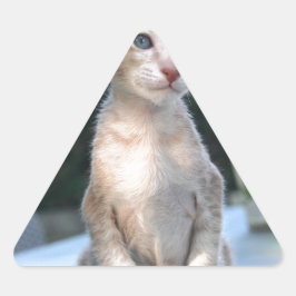 Siamese Kitten auf dem Tisch Dreieckiger Aufkleber