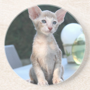 Siamese Kitten auf dem Tisch Untersetzer