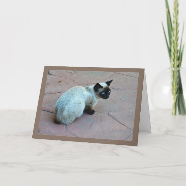 Siamese Kitten Feiertagskarte (Vorderseite)