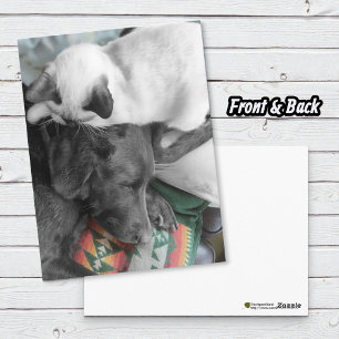 Siamese Kitten liegt liebevoll am Kopf von Labrado Postkarte