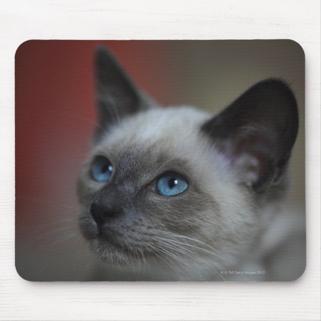 Siamese Kitten Mousepad (Vorne)