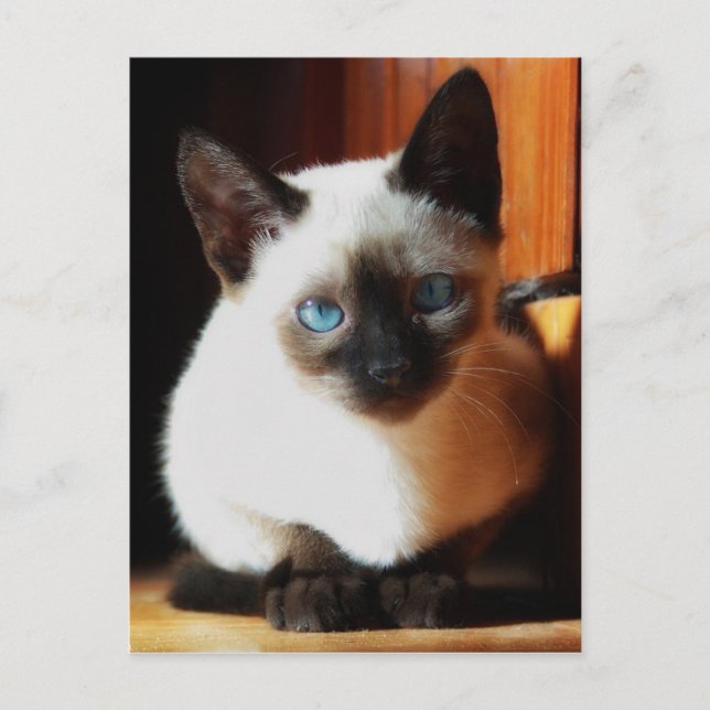Siamese Kitten Postkarte (Vorderseite)