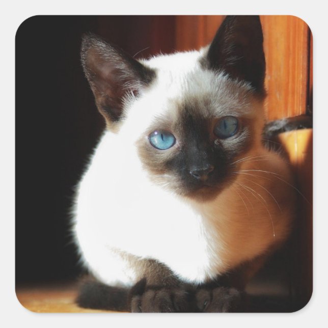 Siamese Kitten Quadratischer Aufkleber (Vorderseite)