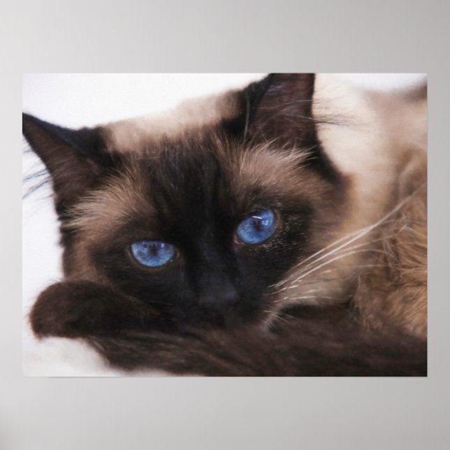 Siamese Kitten Sweetie Face Poster (Vorne)
