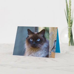 Siamese Kitty Chat Cute Carte personnalisable
