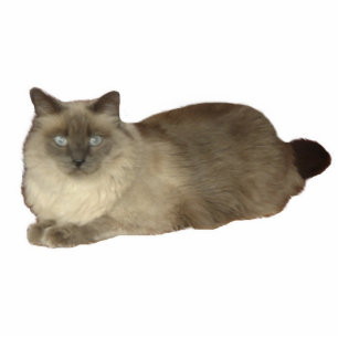 Siamese Mix Chat Photo Sculpture