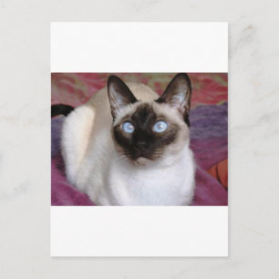 SIAMESE SCHAUTY POSTKARTE