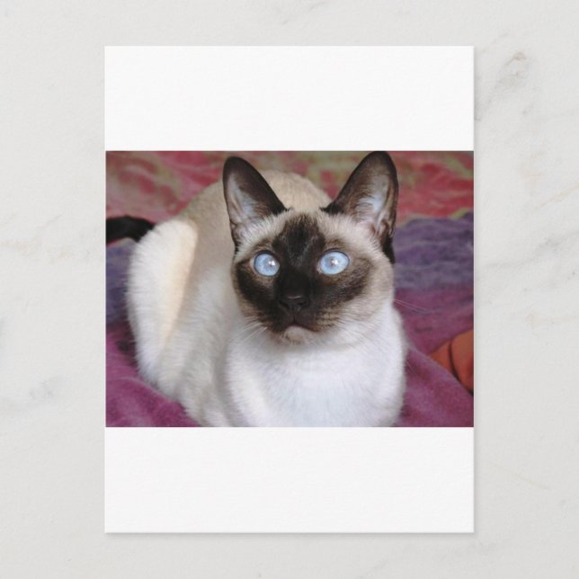 SIAMESE SCHAUTY POSTKARTE (Vorderseite)