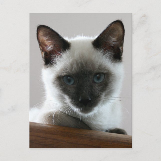Siamese Stare Postkarte (Vorderseite)