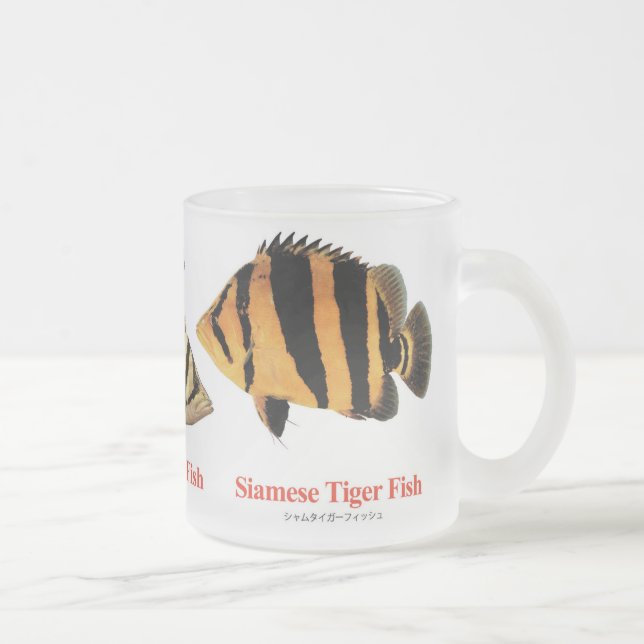 Siamese Tiger fish Mattglastasse (Rechts)