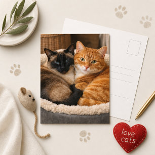 Siamese und Ginger Süße Katzen  Postkarte