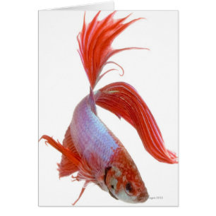 Siamesische kämpfende Fische (Betta splendens)