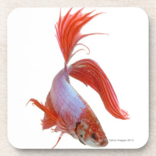 Siamesische kämpfende Fische (Betta splendens) Untersetzer