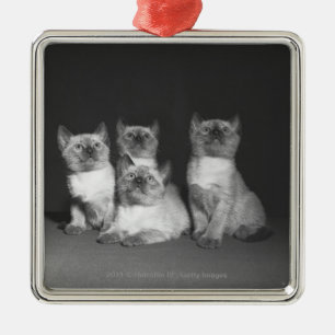 Siamesische Kätzchen, die oben B&W schauen Ornament Aus Metall