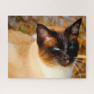 Siamesische Katze .