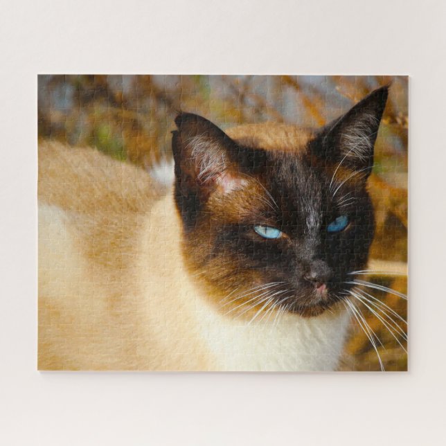 Siamesische Katze . (Horizontal)