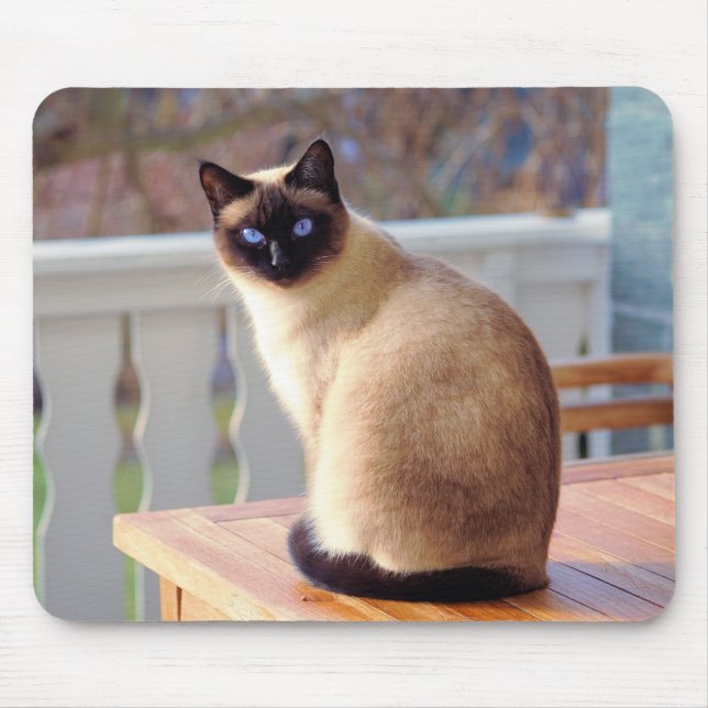 Siamesische Katze, blaue Augen-Mäusematte Mousepad (Vorne)