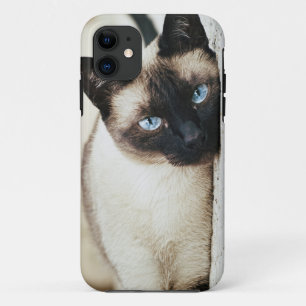 siamesische Katze iphone Fall 11 Hülle