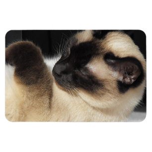 Siamesische Katzen-Pet-Siamkatze-Miauen-Kitty-Schi Magnet