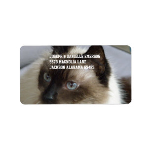 Siamesische Miezekatze Adressaufkleber