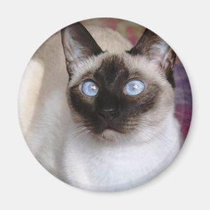 SIAMESISCHE SCHÖNHEIT MAGNET