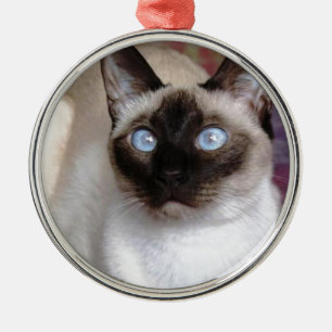 SIAMESISCHE SCHÖNHEIT SILBERNES ORNAMENT