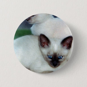 Siamesischer Kätzchen-Knopf Button