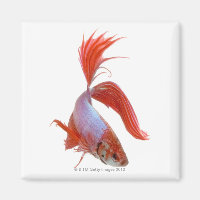 Siamische Kampffische (Betta splendens)