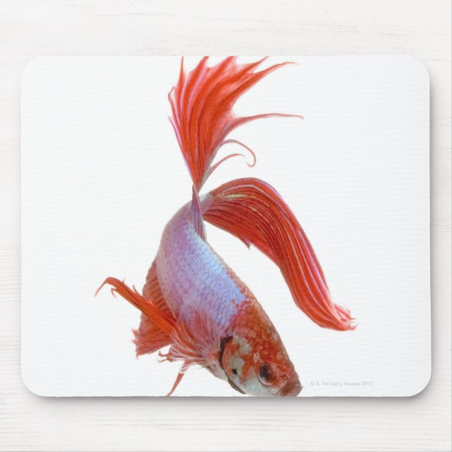 Siamische Kampffische (Betta splendens) Mousepad (Vorne)