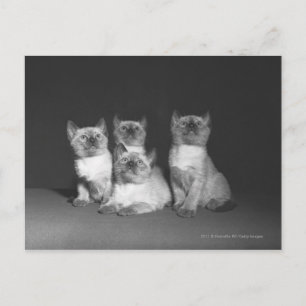 Siamische Kätzchen suchen nach B&W Postkarte