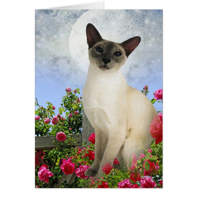 Siamische Katze in Rose (Vorne)