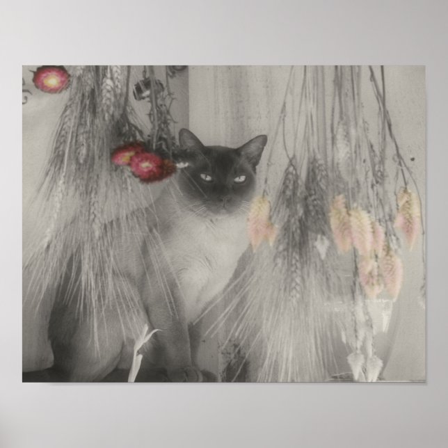Siamische Katze mit teilweise Farbe Poster (Vorne)