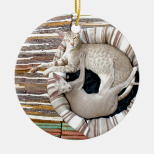 Siamische Katzen nur Chillin! Keramikornament