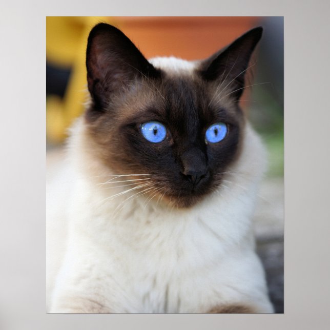 Siamische Kätzin mit schönen blauen Augen Poster (Vorne)