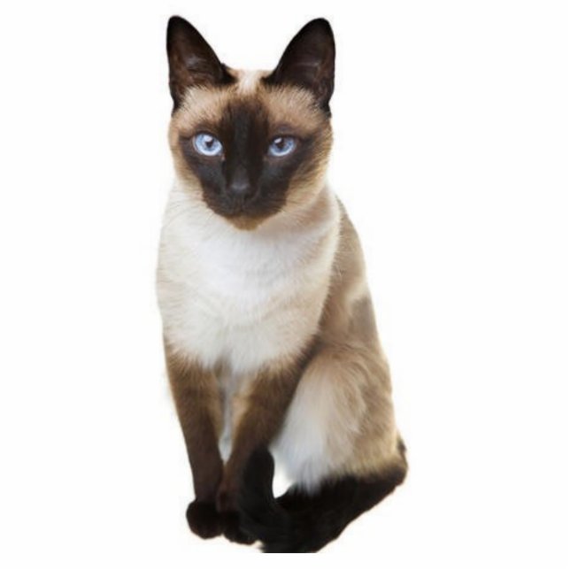 Siamkatze Freistehende Fotoskulptur (Vorne)