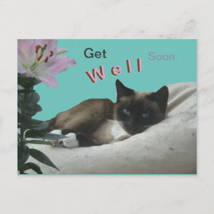 Siamkatze Nahaufnahme Gute Besserung Postkarte