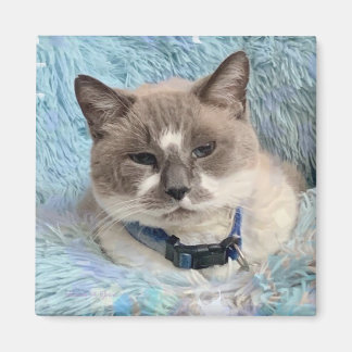 Siamkatze Snowshoe Blaue Augen Maureen Girard Magnet